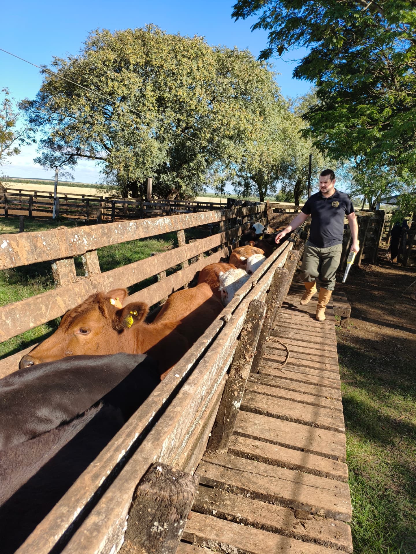 Técnico da Radar em manejo com o rebanho no campo